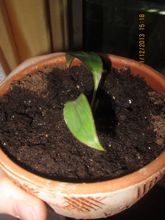 Еще один на распознание.