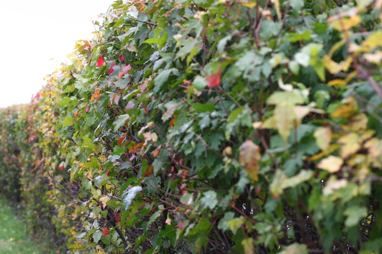 Осенние прогулки