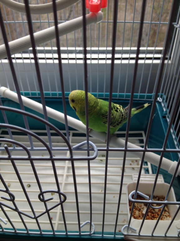Отдам попугая с клеткой