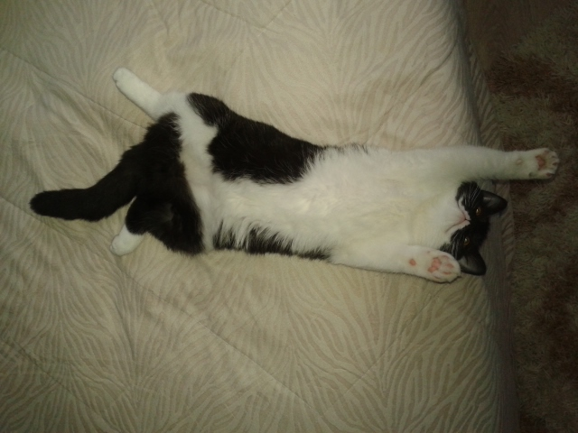 вот какие мы стали! и пару вопросов к кошатникам!!?