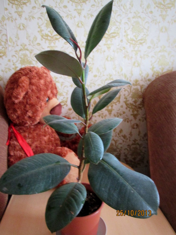 Укоренение фикуса (каучуконосный)