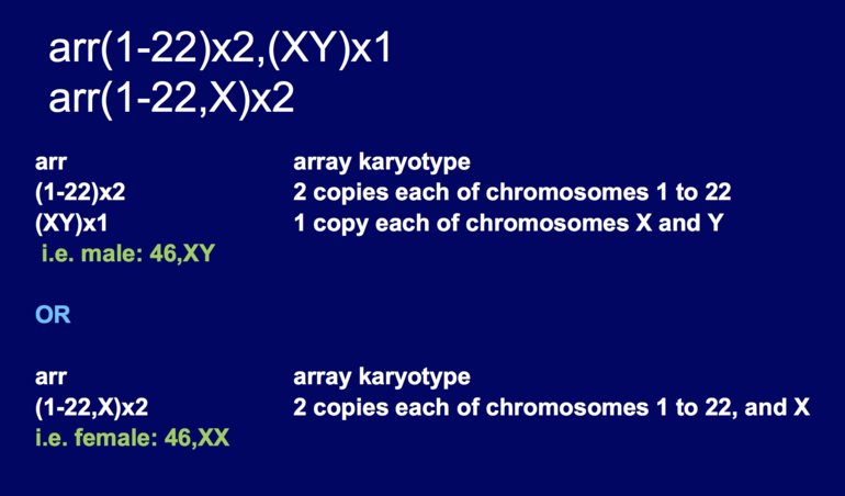 Seq 1 22 x. Seq 22 x1 расшифровка. Seq(1-22,х)х2. Seq(1-22,x)x2. Seg 1-22,x x2 что значит.