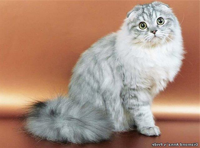 Пушистые Вислоухие Кошки Фото