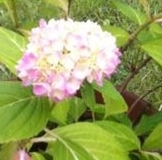 ББ-шечки с моих дарилок, менялок, продаж! Спасибо всем за доверие!