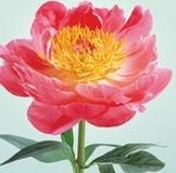 10 ВЫКУП РАЗБИРАЮ. Собираем 11 выкуп СТОП 21/03! НИЖНЕЕ БЕЛЬЕ для НАС О