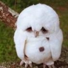 Колготки, носочки, легинсы, гольфы и нижнее бельё компании Yo! Company из Польши