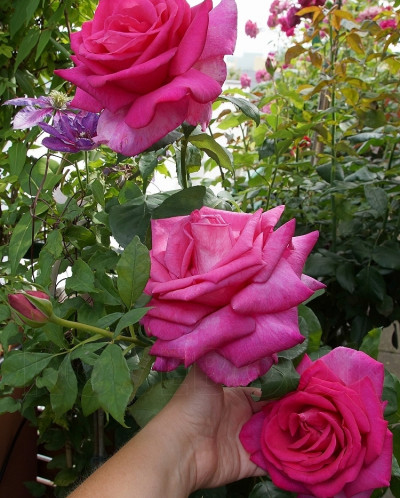 РОЗА Тоффи чайно-гибридная, купить САЖЕНЦЫ РОЗ в интернет-магазине из питомника 