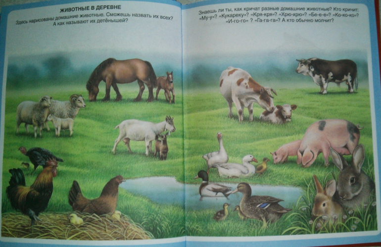Наши игры с животными)
