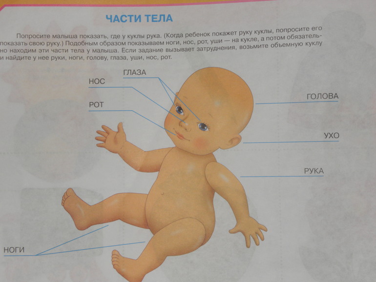ТН Тело человека