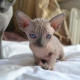 Kit