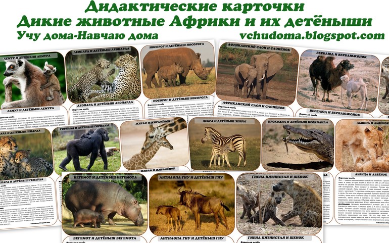 Дидактические карточки "Дикие животные Африки и их детёныши"