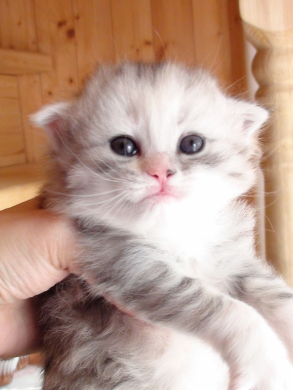 Анонс котят ;)