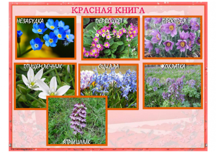 Какие цветы в красной книге россии фото и названия