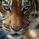 Tigra_Tigra