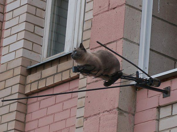 Мяу, гав и многое-многое другое:)