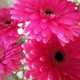 Anny