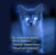 WildCat