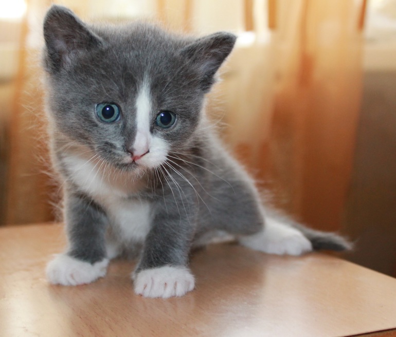 Срочно отдам котят. 2 месяца
