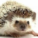 hedgehog