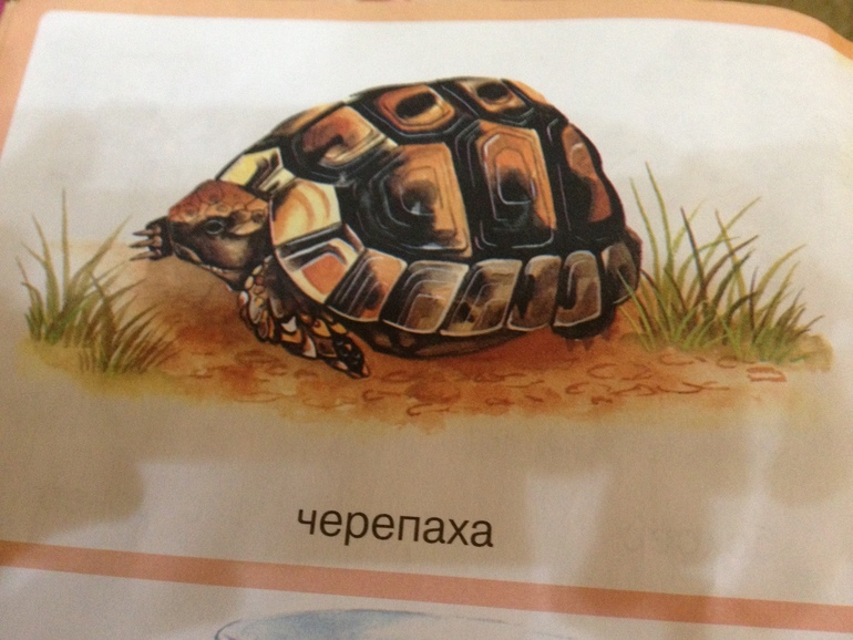 ТЗ Черепаха