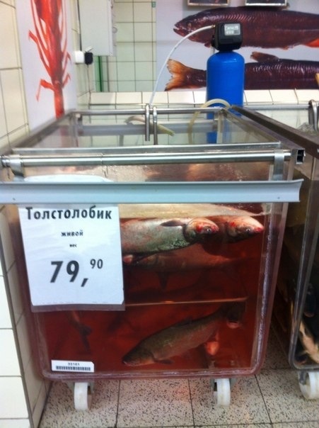 Новости о толстолобиках..