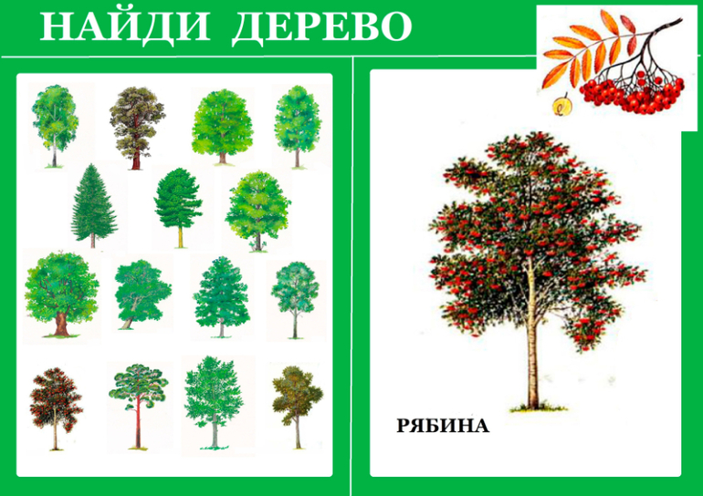 Как найти по картинке название дерева