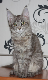 Котята Мейн кун из питомника Blackpearlcoon