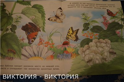 739907adfbf76e74cb61261527825bae.jpg
