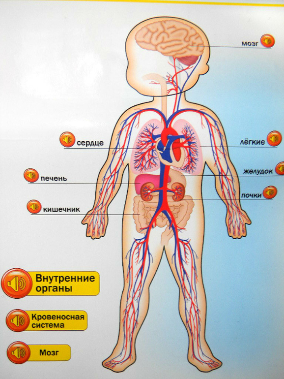 Анатомия для детей, обзор покупок. — 17 ответов | форум Babyblog