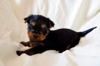 Щенки йоркширского терьера