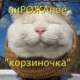 Kat Kat