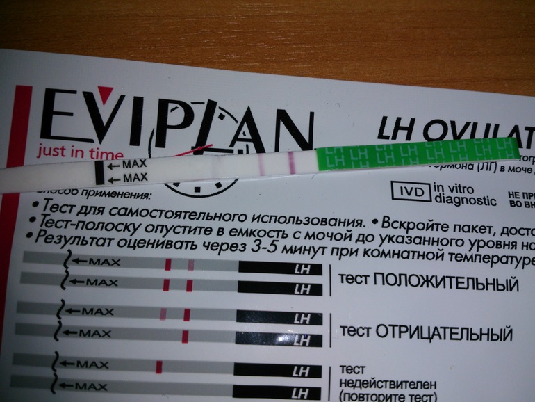 Овуляция