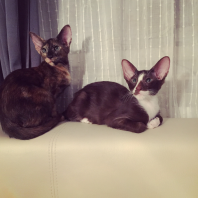 Настоящий КОТОПЕС!