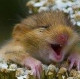 Натаха