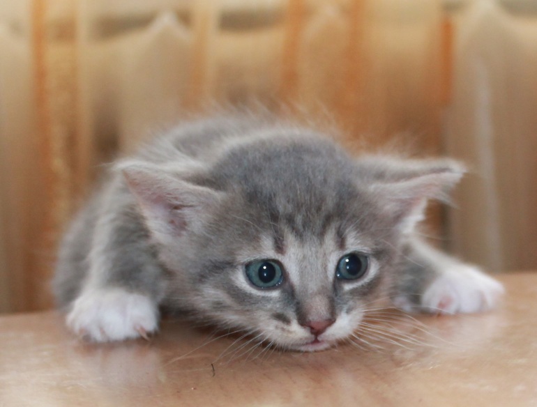 Срочно отдам котят. 2 месяца