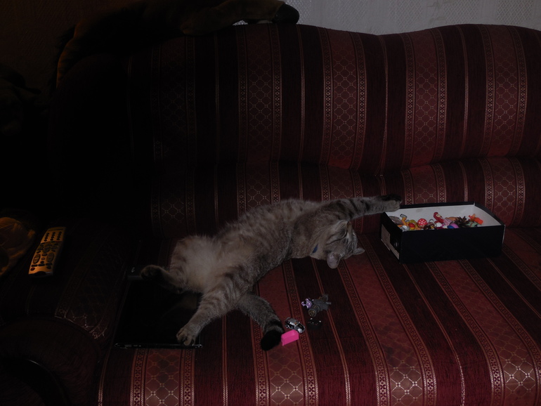 Котэ внука