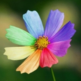 Наташка-ромашка