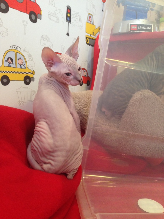 Мои котятки!!)