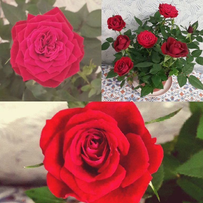 роза