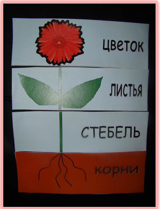 ТЗ "В мире цвета и цветов!"