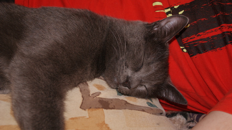 наш котик