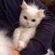 Карина Сагитова