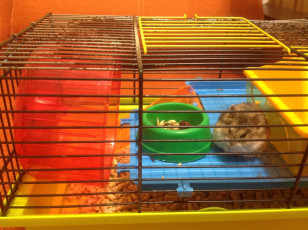 Хомячок джунгарский