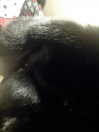 Шуба норковая необыкновенная Канада