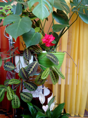 Комнатные растения