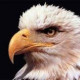 Eagle White