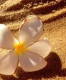 Alisha