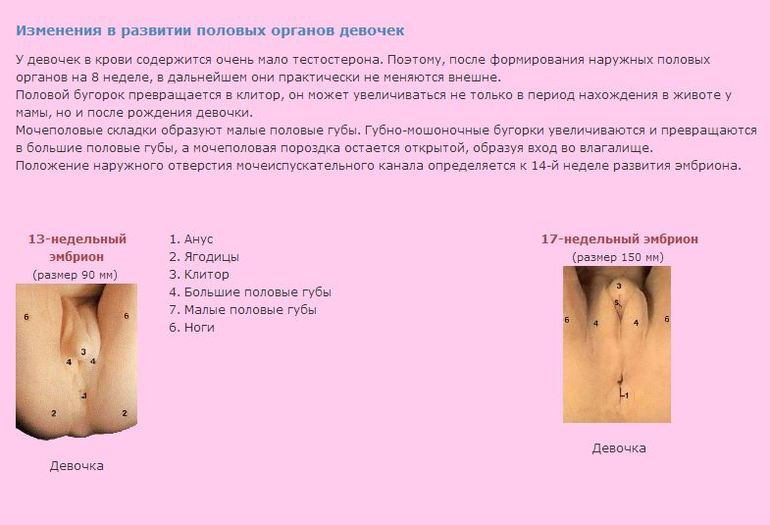 раннее определение пола