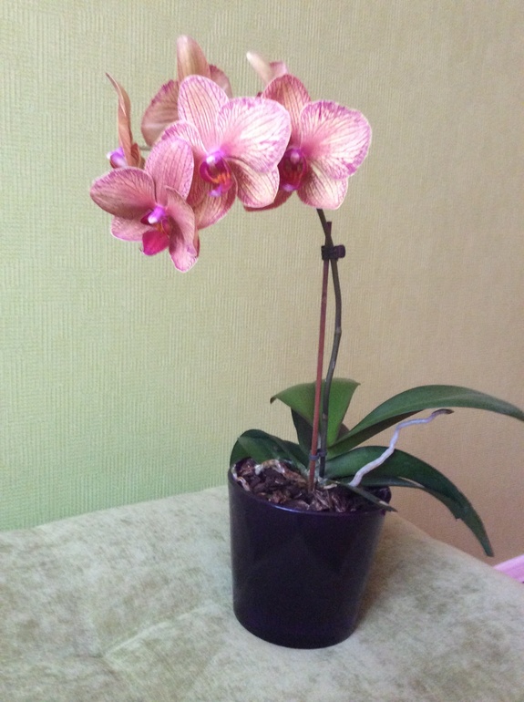 Мои питомцы