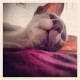 ollie